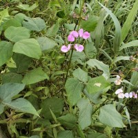 Lablab purpureus (L.) Sweet